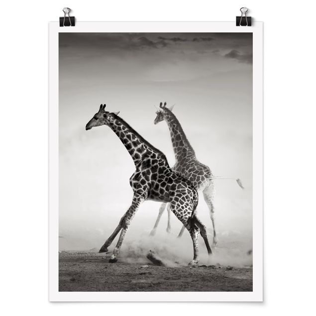 Tiere Poster Giraffenjagd