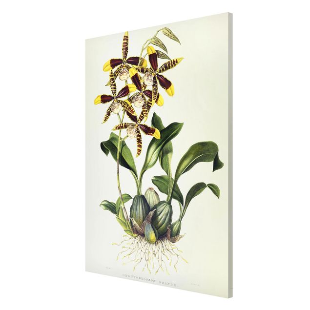 Kunststile Maxim Gauci - Orchidee II