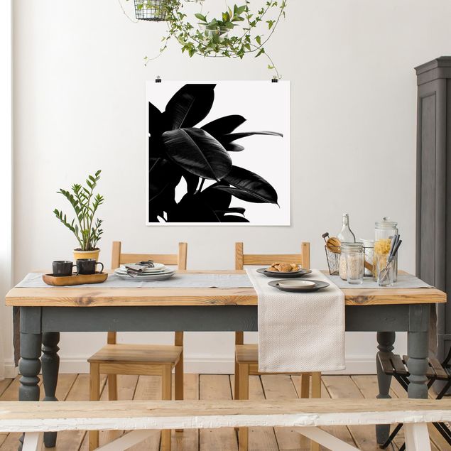 Kunstdrucke Poster Gummibaum Blätter Schwarz Weiß