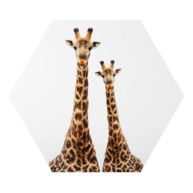 Bilder Portait Zweier Giraffen