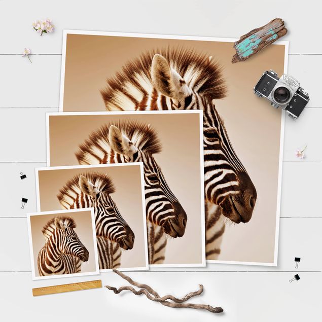Poster kaufen Zebra Baby Portrait