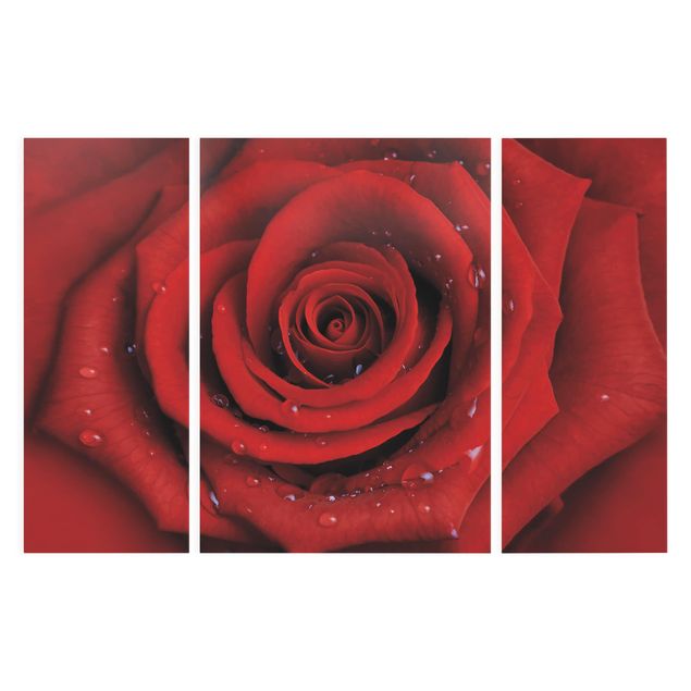 Wandbilder Blumen Rote Rose mit Wassertropfen
