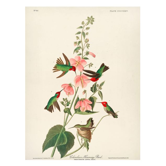 Magnettafeln Blumen Vintage Lehrtafel Kolumbianische Kolibris