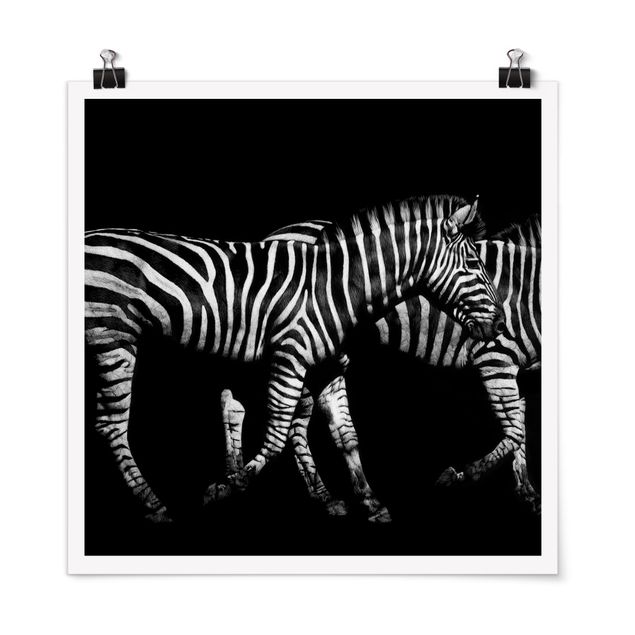 schwarz-weiß Poster Zebra vor Schwarz