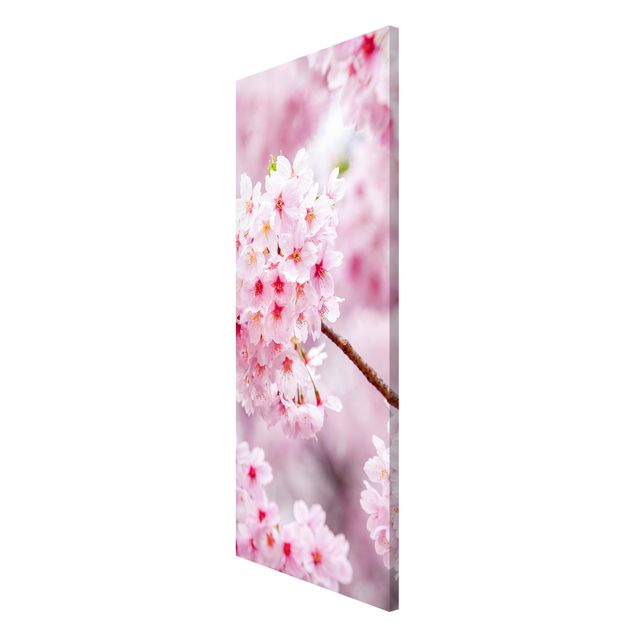 Magnettafeln Blumen Japanische Kirschblüten