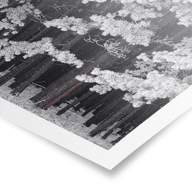Poster schwarz-weiß Fotografie Wald mit Raureif in Österreich