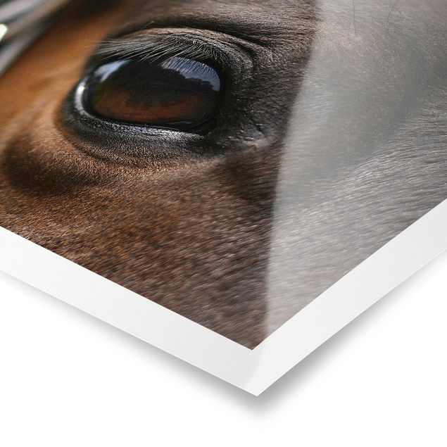 Wandbilder Braun Horse Eye