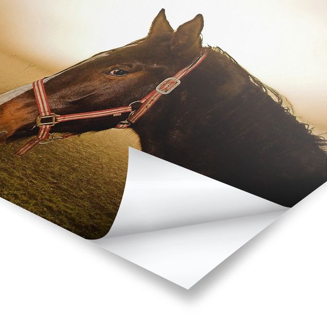 Poster bestellen Early Horse
