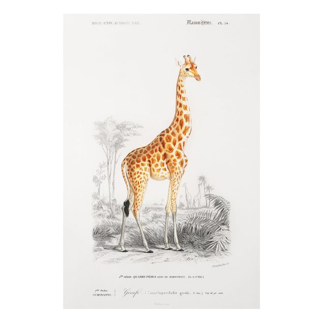 Wandbilder Giraffen Vintage Lehrtafel Giraffe