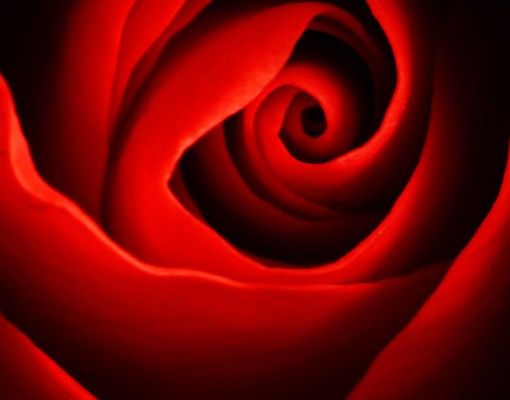Waschbeckenunterschrank - Liebliche Rose - Blumen Badschrank Rot