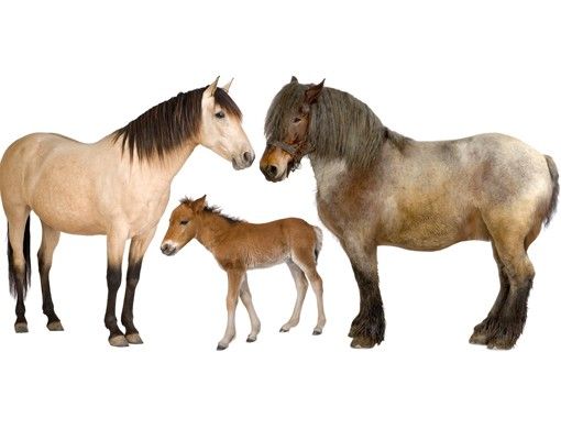 Wandsticker Tiere No.999 The Horse Family