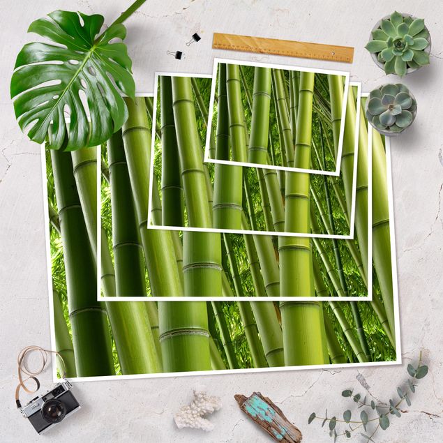 Poster kaufen Bamboo Trees No.2