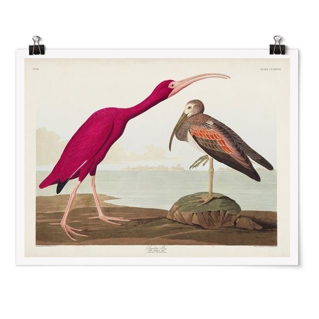 Wandbilder Meer Vintage Lehrtafel Roter Ibis