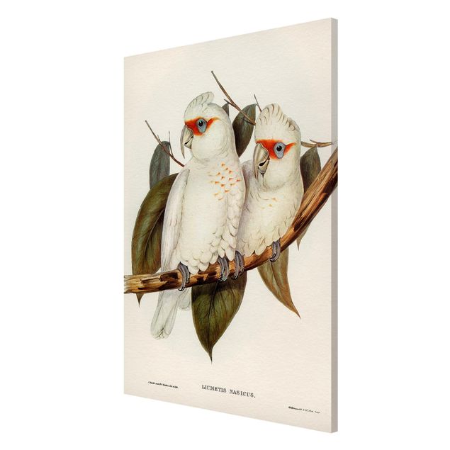 Wandbilder Floral Vintage Illustration Weißer Kakadu