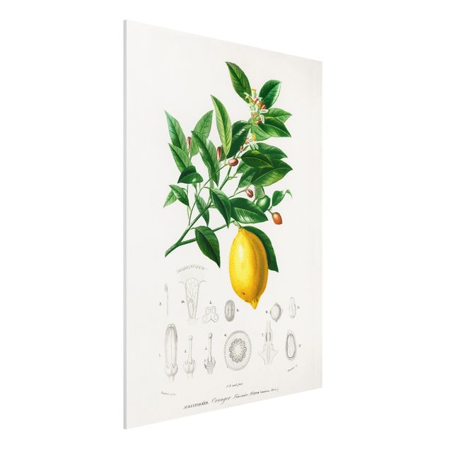 Küche Dekoration Botanik Vintage Illustration Zitrone