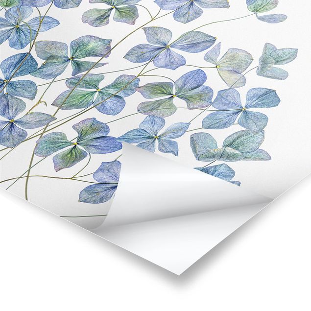 Poster bestellen Blaue Hortensienblüten