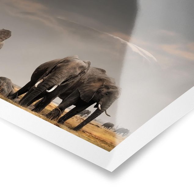 Wandbilder Natur Elefanten der Savanne