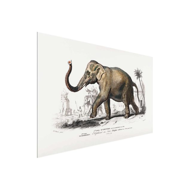 Glasbilder Landschaften Vintage Lehrtafel Elefant
