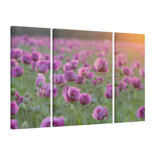 Blumenbilder auf Leinwand Violette Schlafmohn Blumenwiese im Frühling