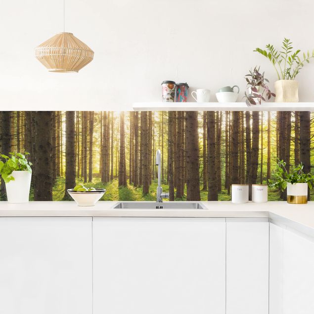 Spritzschutz Küche Glas Sonnenstrahlen in grünem Wald