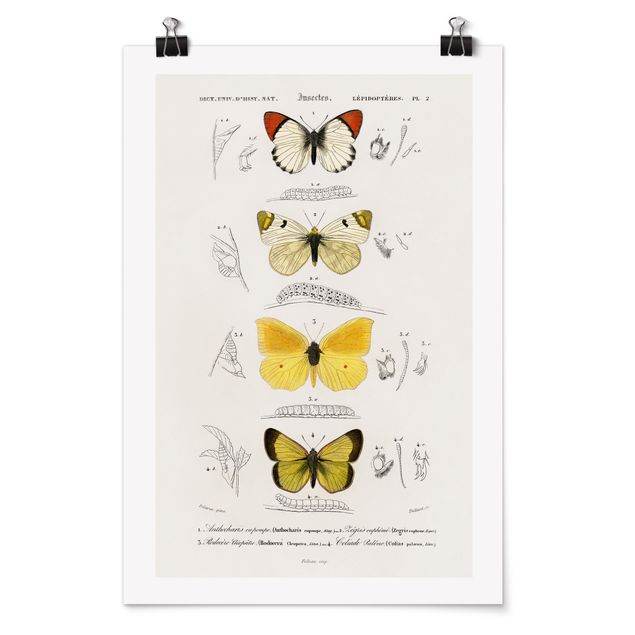 Poster Tiere Vintage Lehrtafel Schmetterlinge II