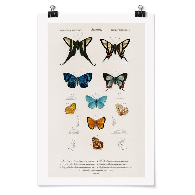Tiere Poster Vintage Lehrtafel Schmetterlinge I