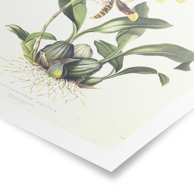 Poster Blumen Maxim Gauci - Orchidee II