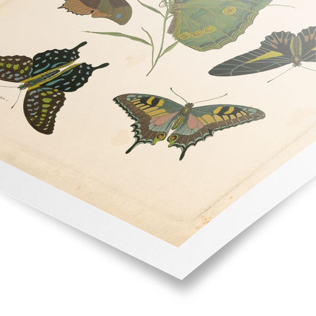 Wandbilder Retro Vintage Illustration Exotische Schmetterlinge