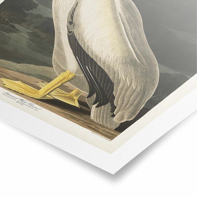 Wandbilder Gelb Vintage Lehrtafel Weißer Pelikan