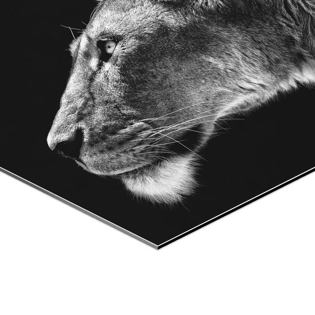 Hexagon Bilder Portrait einer Löwin