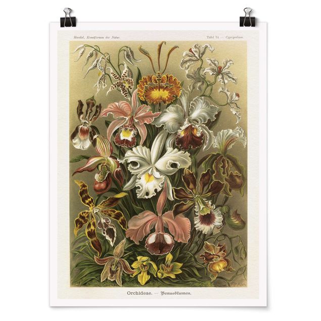 Wandbilder Floral Vintage Lehrtafel Orchidee