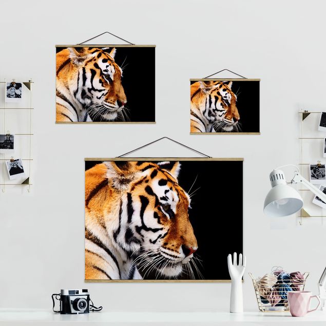 Bilder Tiger Schönheit