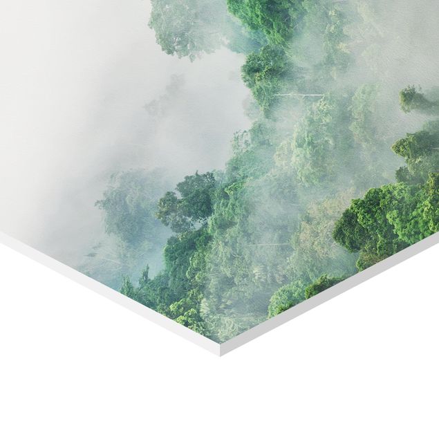 Bilder auf Hartschaumplatte Dschungel im Nebel