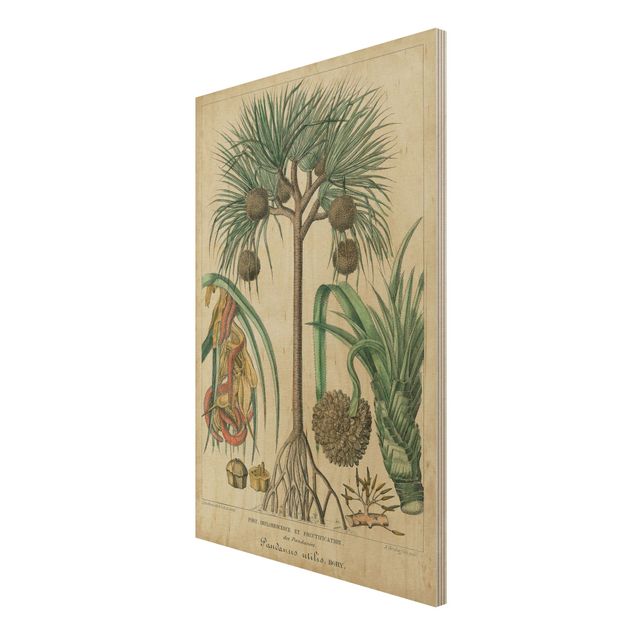 Holzbilder Landschaften Vintage Lehrtafel Exotische palmen I