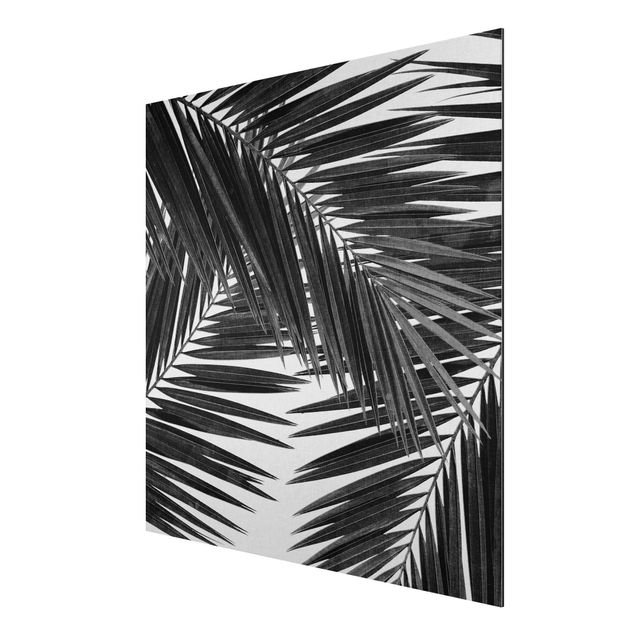 Wandbilder Floral Blick durch Palmenblätter schwarz weiß
