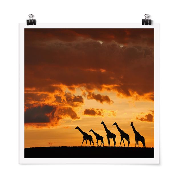 Tiere Poster Fünf Giraffen