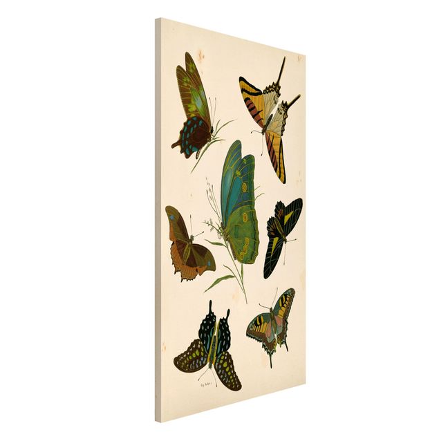 Wanddeko Küche Vintage Illustration Exotische Schmetterlinge