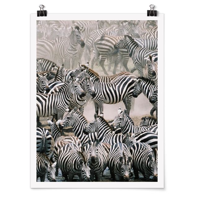 Tiere Poster Zebraherde