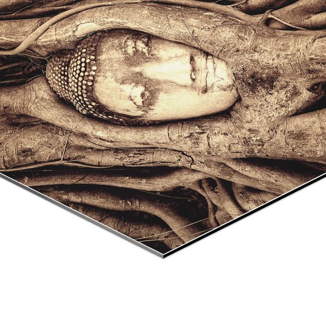 Bilder Buddha in Ayutthaya von Baumwurzeln gesäumt in Braun