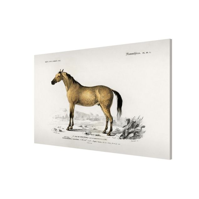 Magnettafeln Tiere Vintage Lehrtafel Pferd