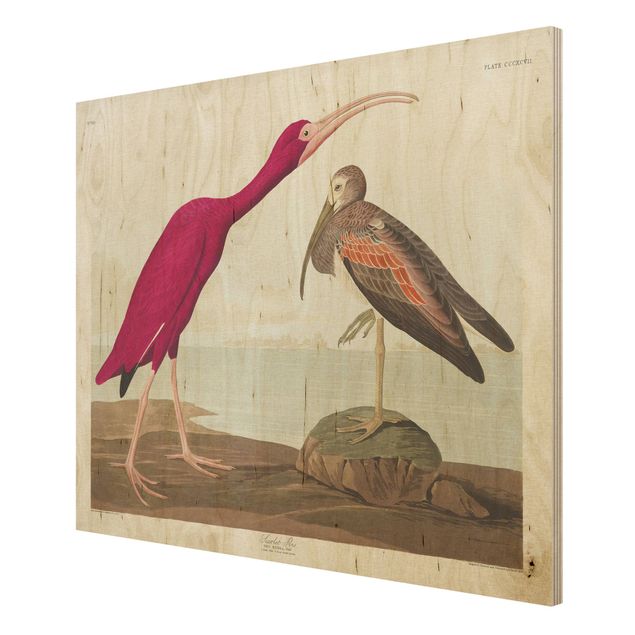 Holzbilder Vintage Vintage Lehrtafel Roter Ibis