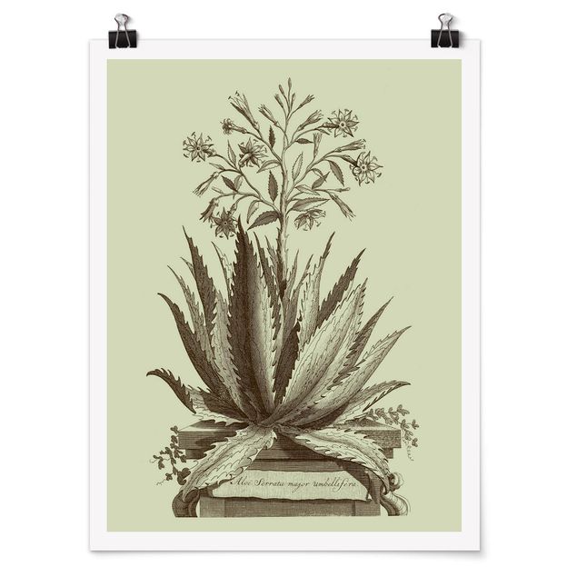Wandbilder Blumen Vintage Aloe Serrata