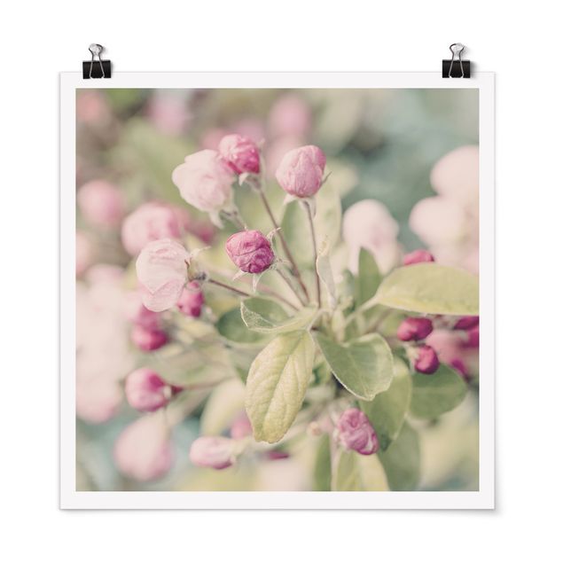 Kunstdrucke Poster Apfelblüte Bokeh rosa