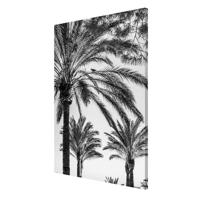 Magnettafeln Blumen Palmen im Sonnenuntergang Schwarz-Weiß