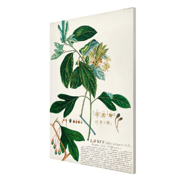 Wandbilder Gewürze Vintage Botanik Illustration Lorbeer
