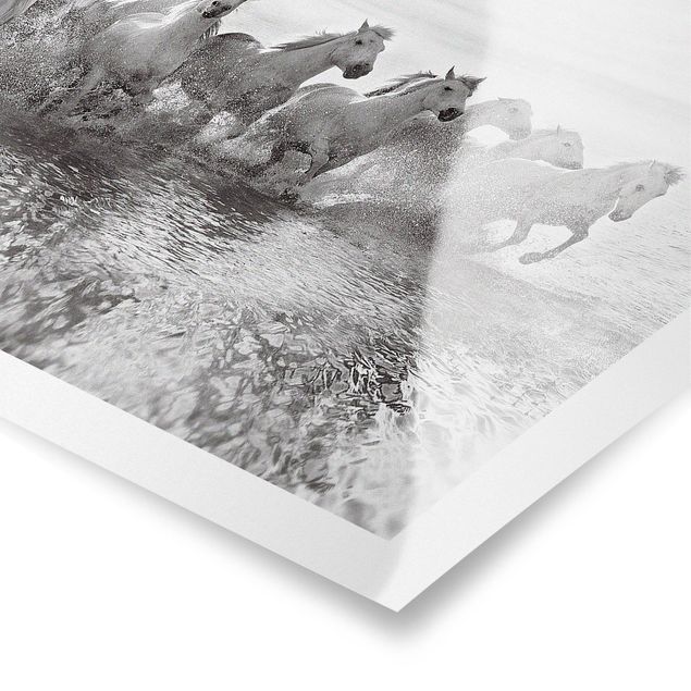 Poster schwarz-weiß Fotografie Weiße Pferde im Meer