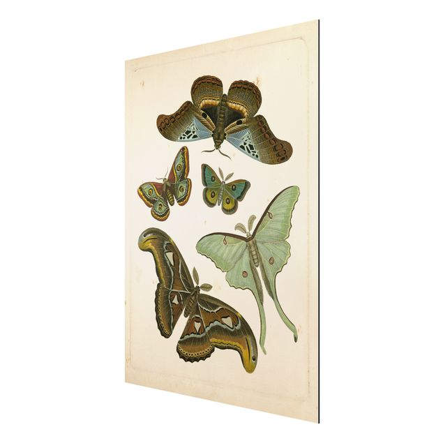 Wandbilder Retro Vintage Illustration Exotische Schmetterlinge II