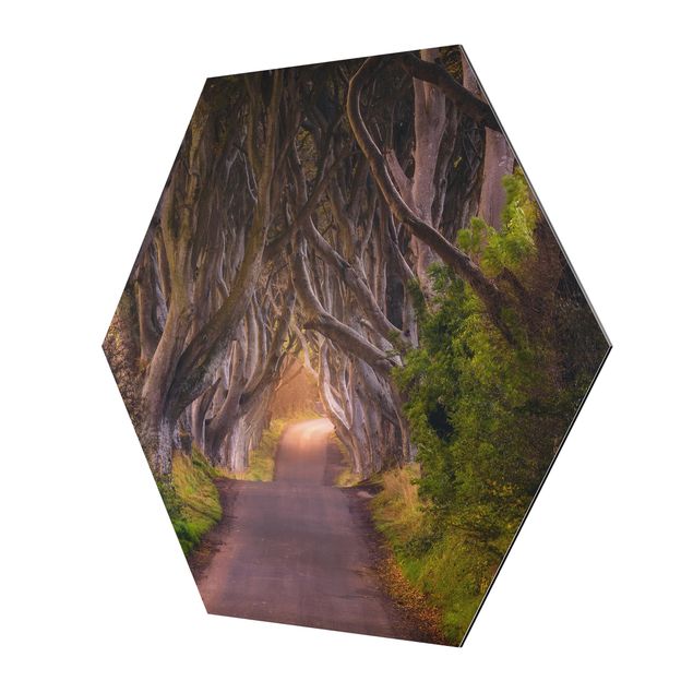 Wandbilder Modern Tunnel aus Bäumen