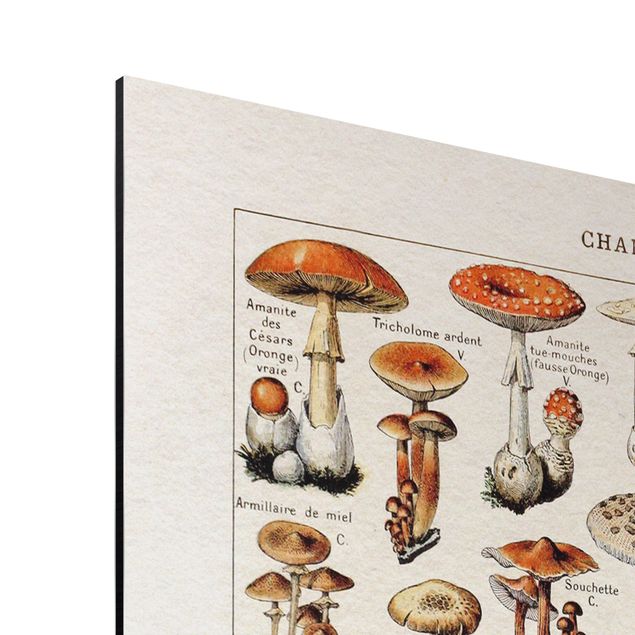 Wandbilder Braun Vintage Lehrtafel Pilze