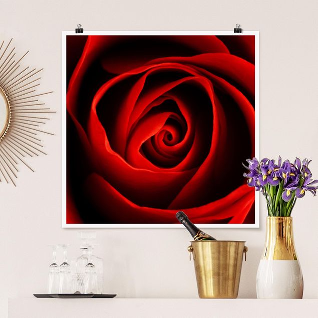 Blumen Poster Liebliche Rose